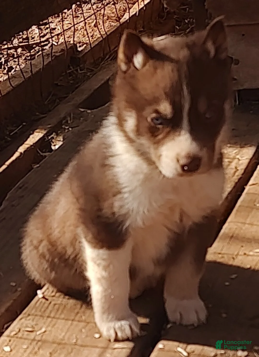 Siberian Husky dogs for sale: Siberian Husky litter of 3 puppies - Ad 25