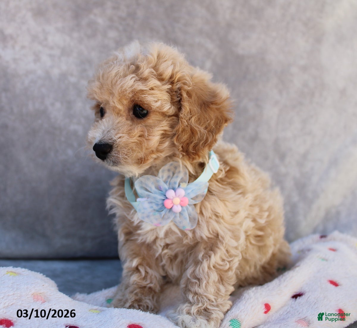 Bichpoo dogs Carmela - Ad 2