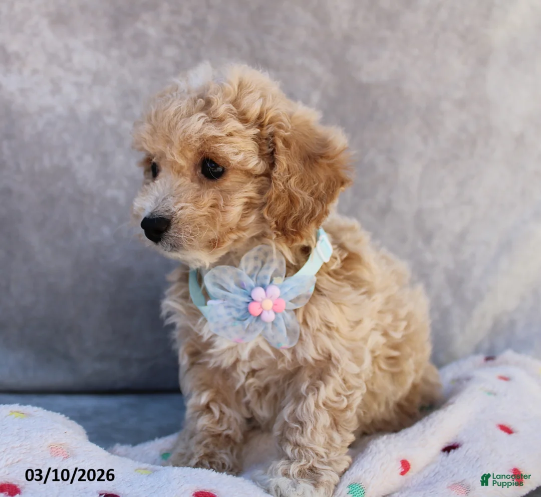 Bichpoo dogs for sale: Carmela - Ad 2