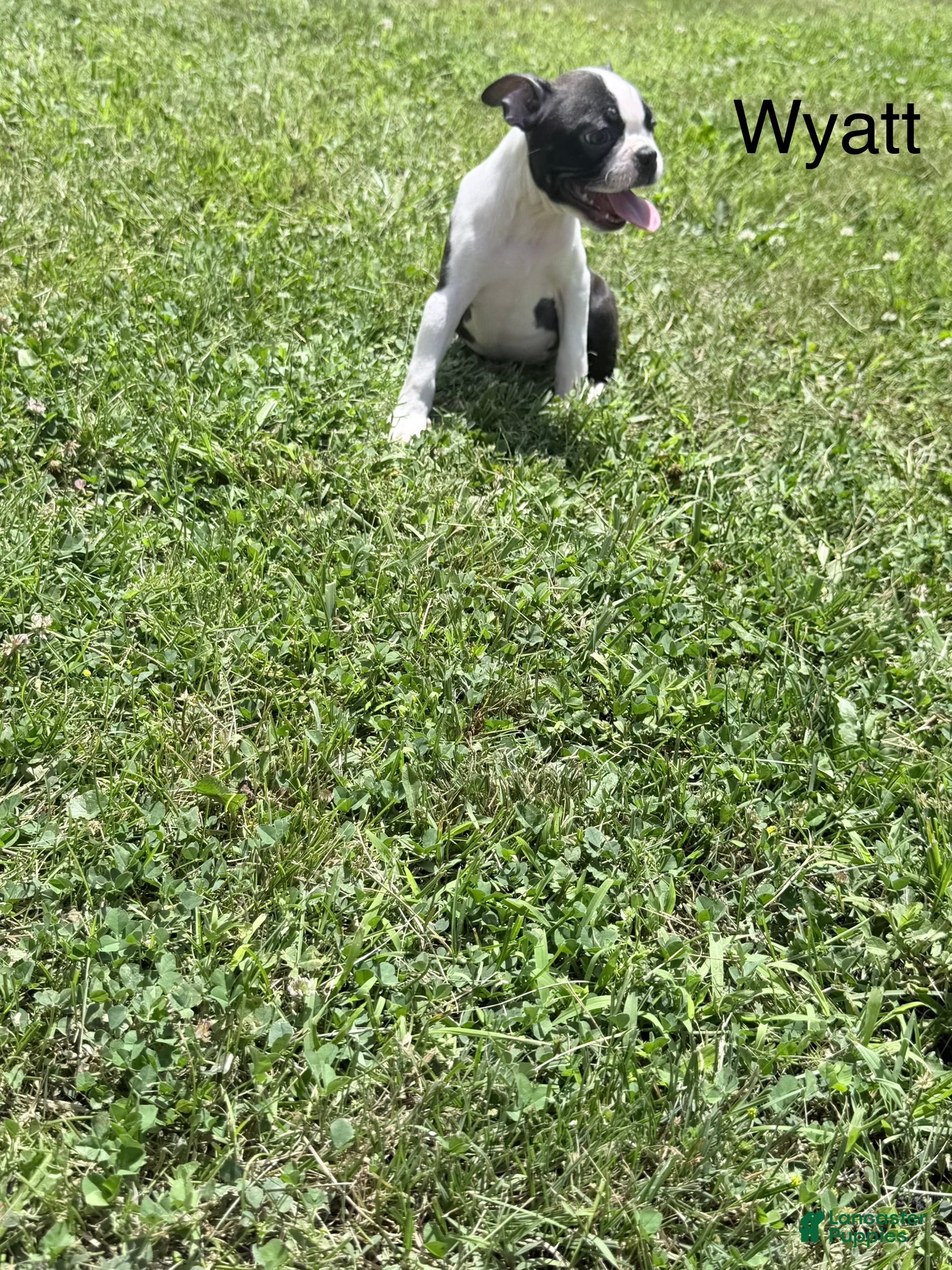 Boston Terrier dogs Wyatt - Ad 1