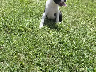 Boston Terrier dogs Wyatt - Ad 1