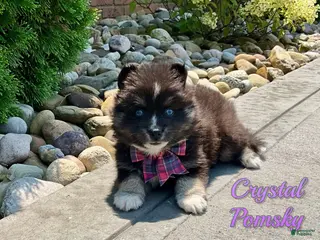 Pomsky dogs Crystal - Ad 38