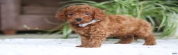 Cavapoo dogs for sale: Tyler - Ad 5
