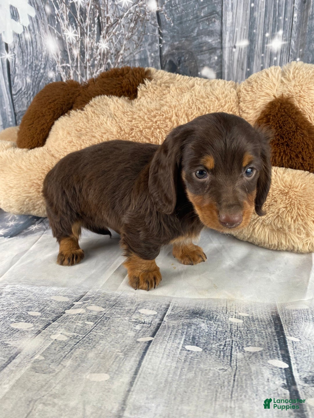 Miniature Dachshund dogs for sale: Lilly - Ad 7