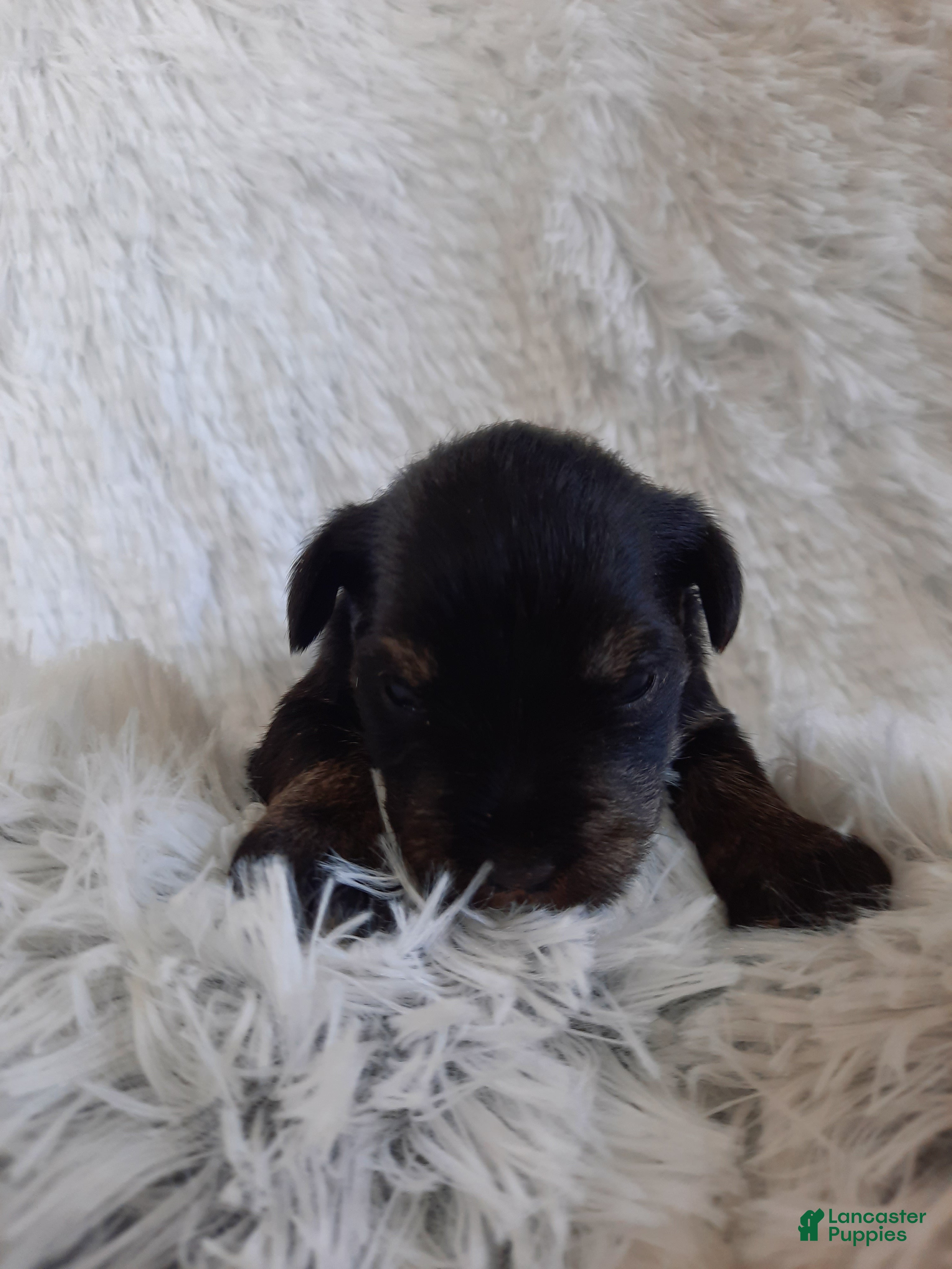 Miniature Schnauzer dogs AKC Bailey - Ad 2