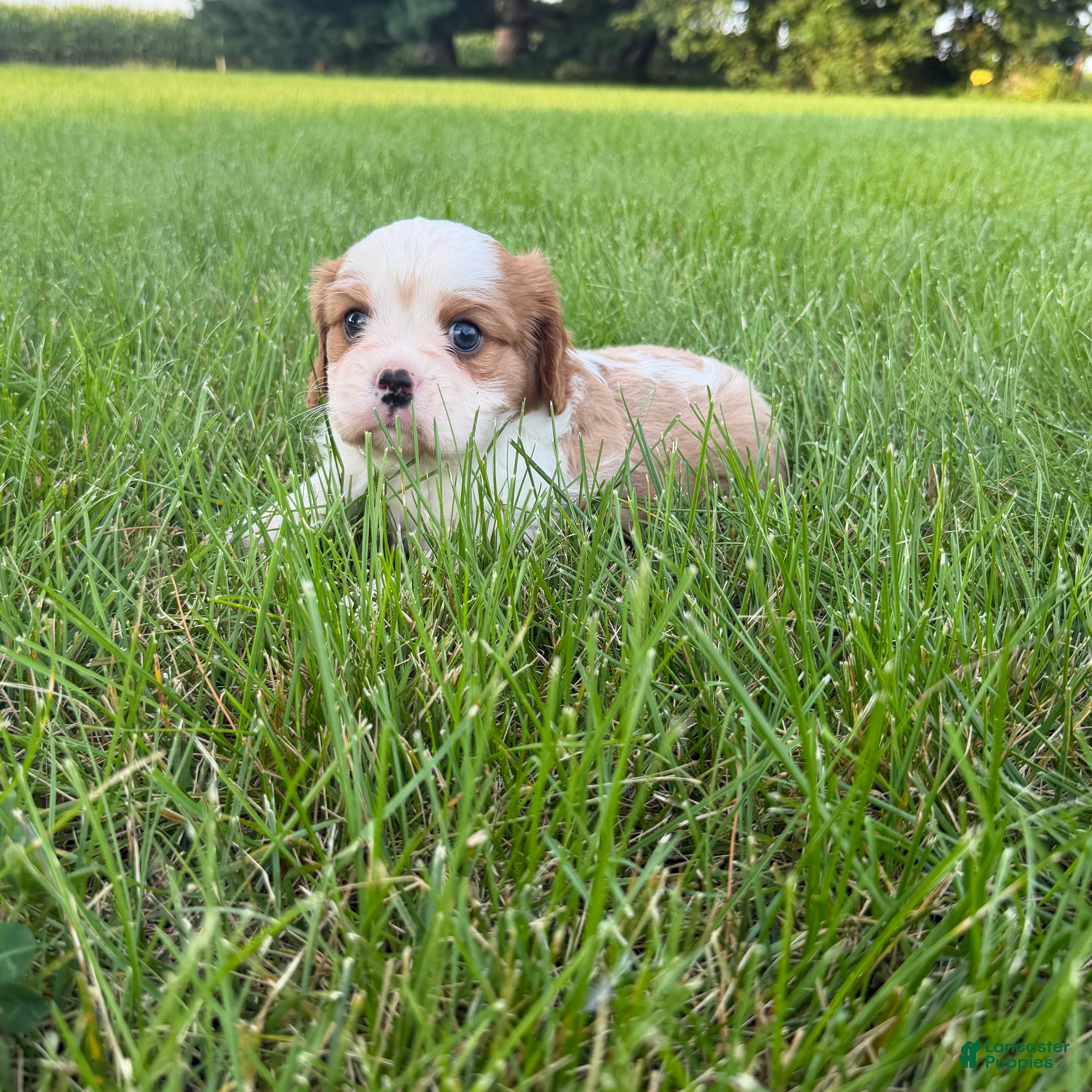Cavalier King Charles Spaniel dogs Christopher Cavalier King Charles Spaniel  - Ad 1