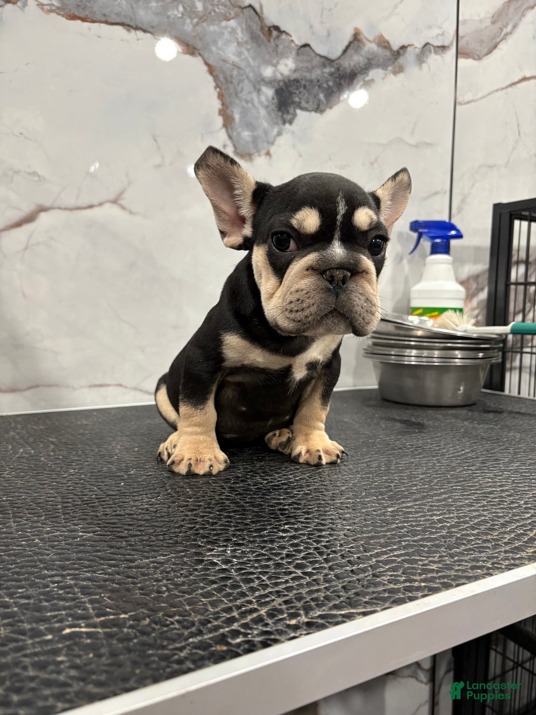 French Bulldog dogs for sale: Chanel  - Ad 3