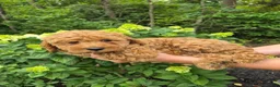 Mini Goldendoodle dogs for sale: Mari - Ad 3
