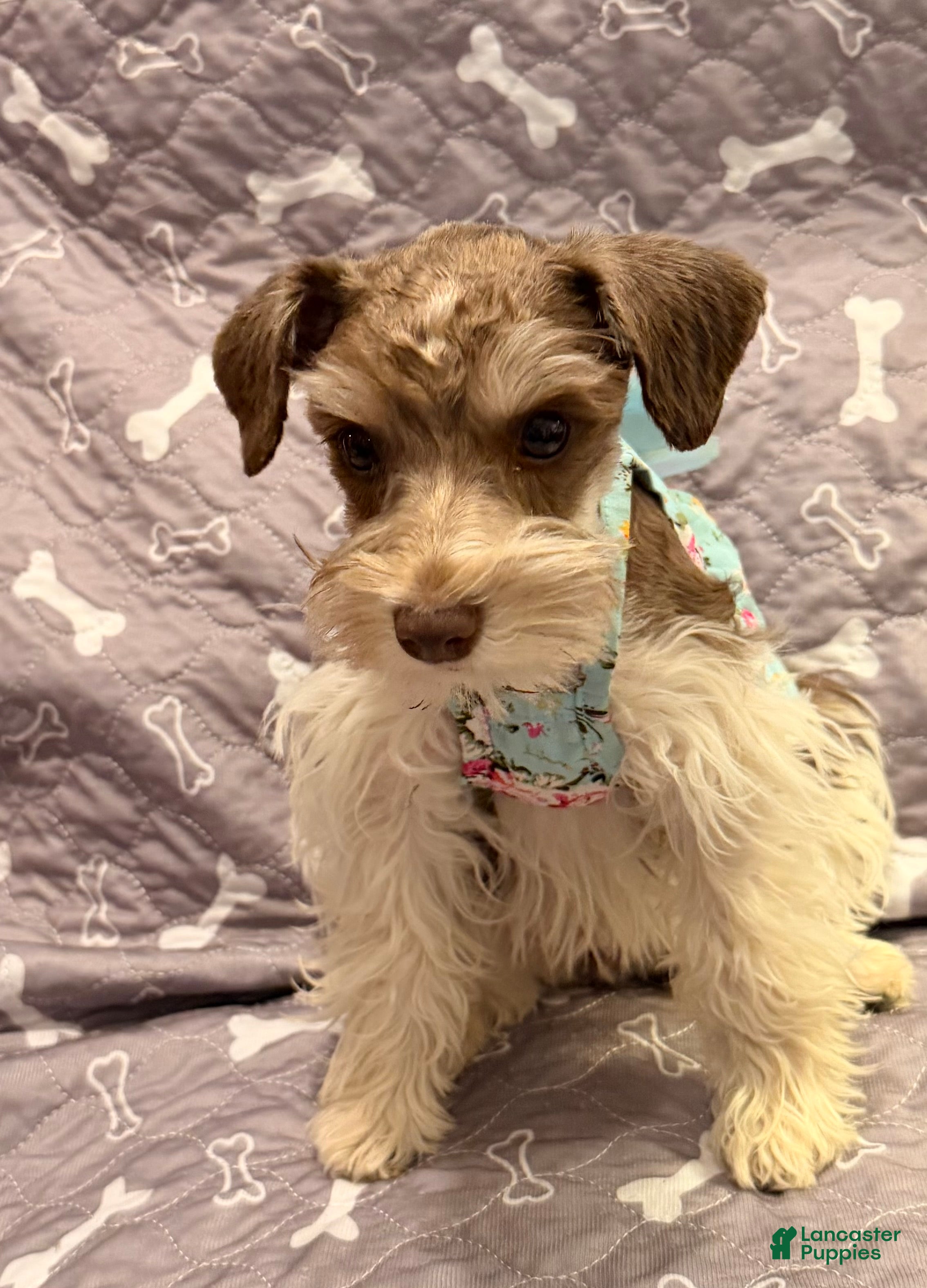 Miniature Schnauzer dogs Miniature Schnauzer Puppy 4 - Ad 1