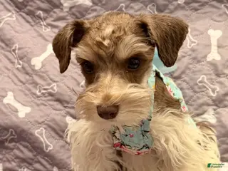 Miniature Schnauzer dogs for sale: Miniature Schnauzer Puppy 4 - Ad 1