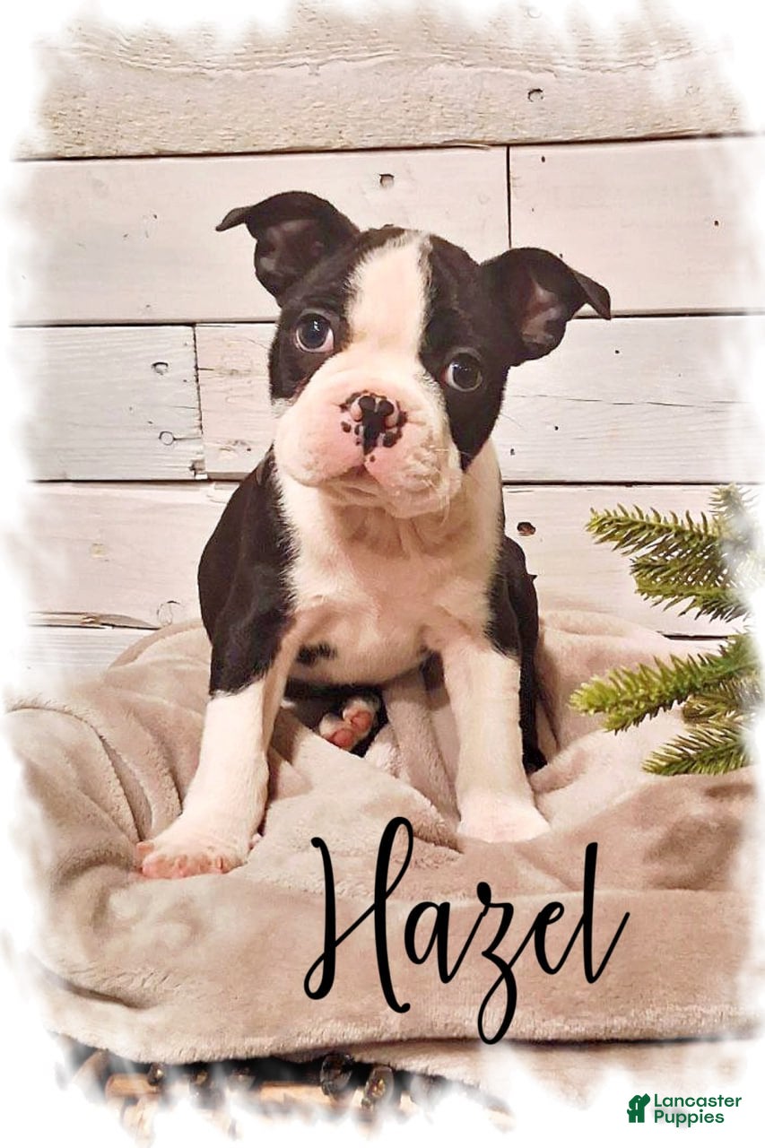 Boston Terrier dogs Boston Terrier Puppy 1 - Ad 32