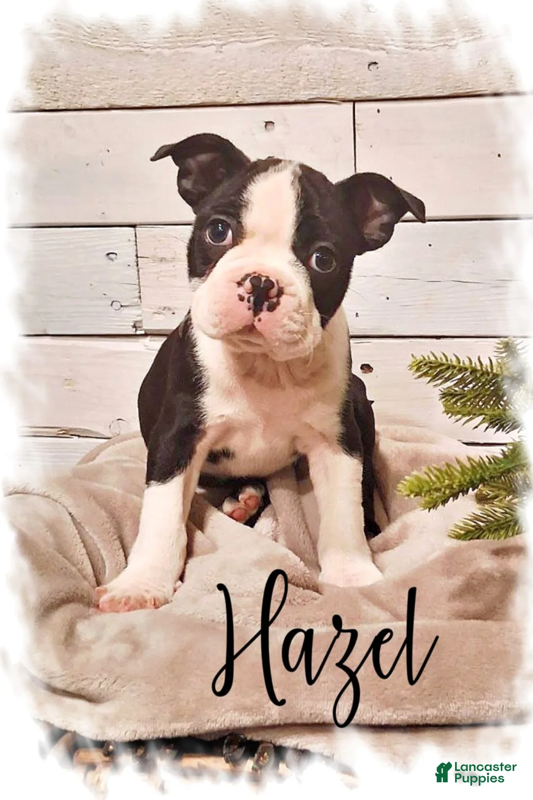 Boston Terrier dogs for sale: Boston Terrier Puppy 1 - Ad 1