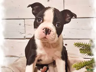 Boston Terrier dogs Boston Terrier Puppy 1 - Ad 2