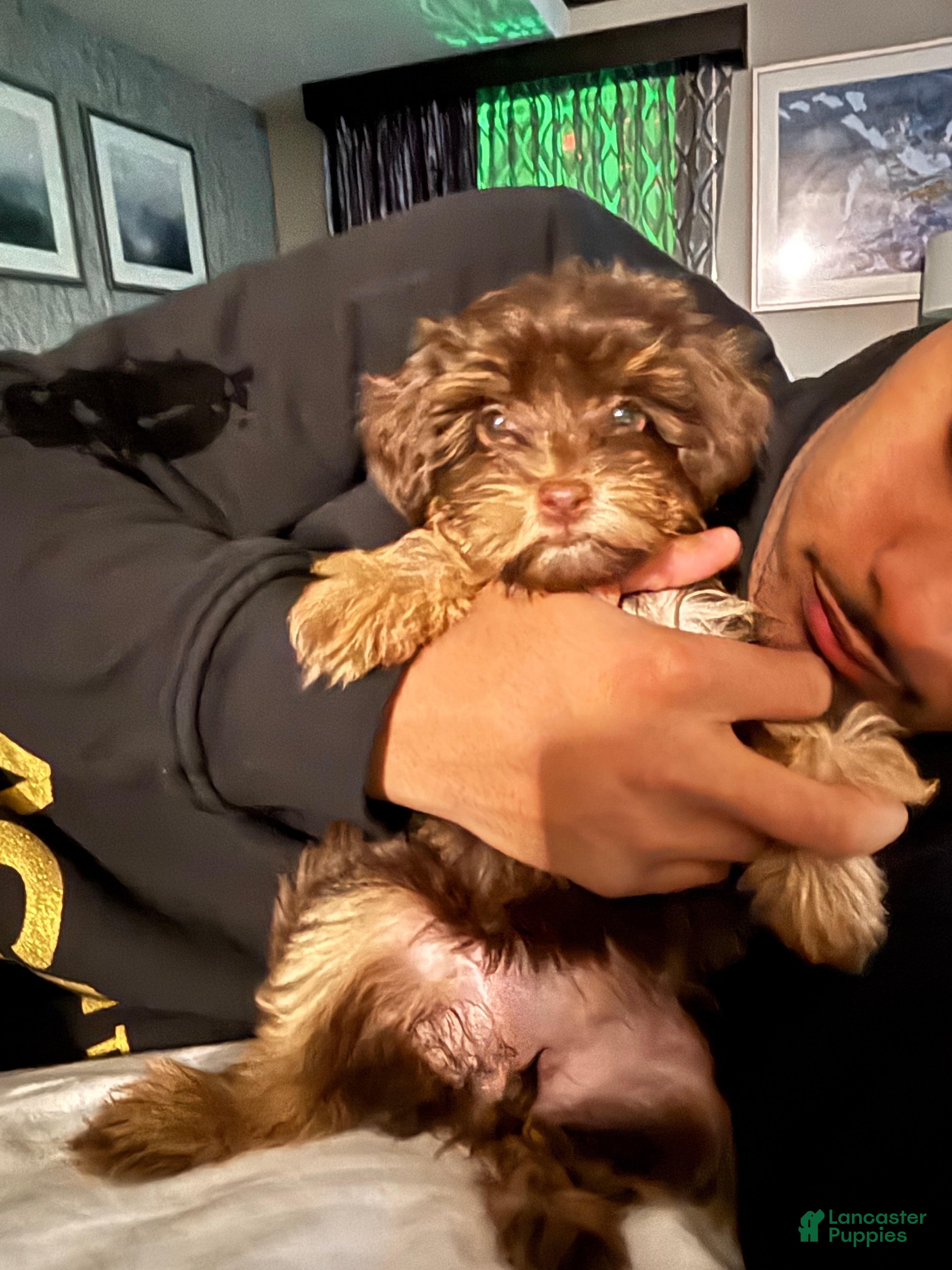 Yorkiepoo dogs Yorkiepoo Puppy 1 - Ad 2