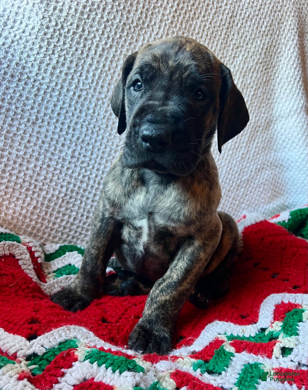 Great Dane dogs for sale: Jingle - Ad 2