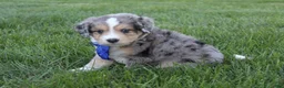 Mini Aussiedoodle dogs for sale: Kody 💎 - Ad 5