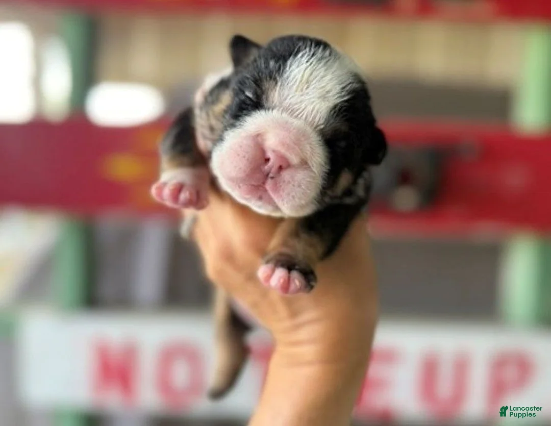 English Bulldog dogs for sale: Betty, black tri - Ad 2