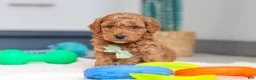 Mini Goldendoodle dogs for sale: Mack - Ad 3