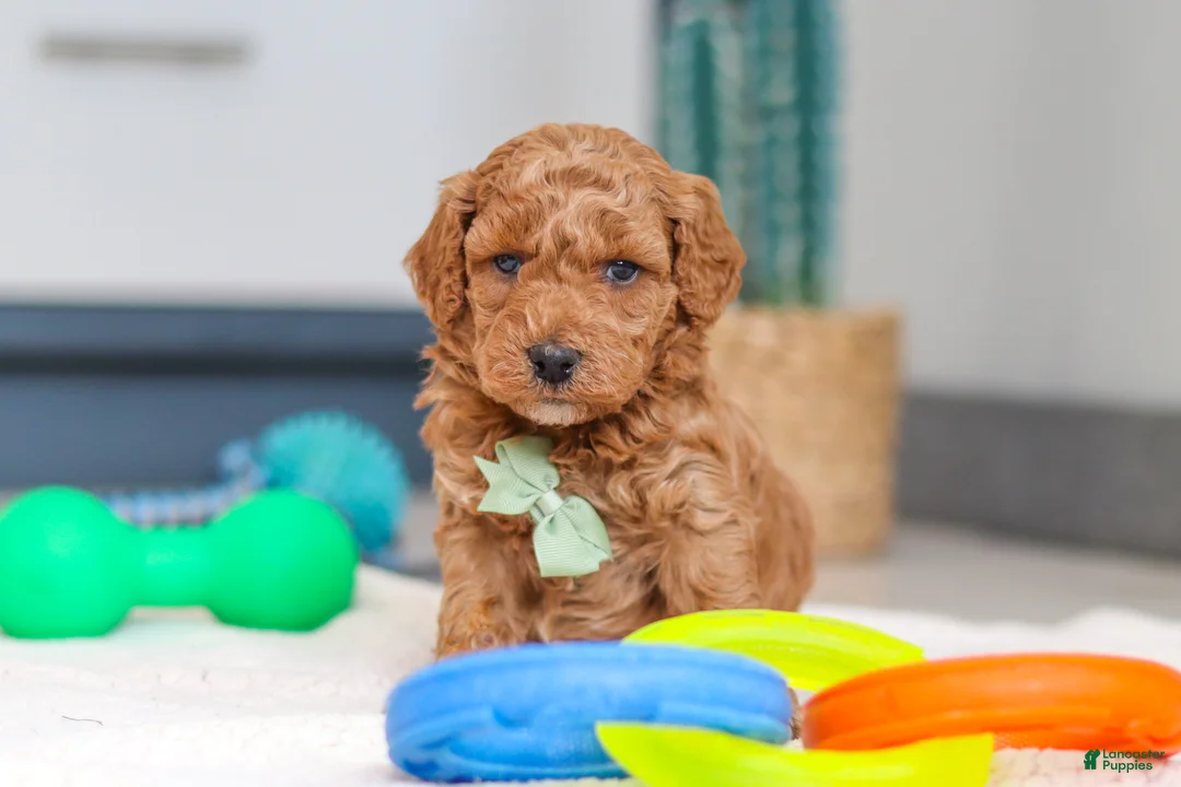 Mini Goldendoodle dogs for sale: Mack - Ad 3