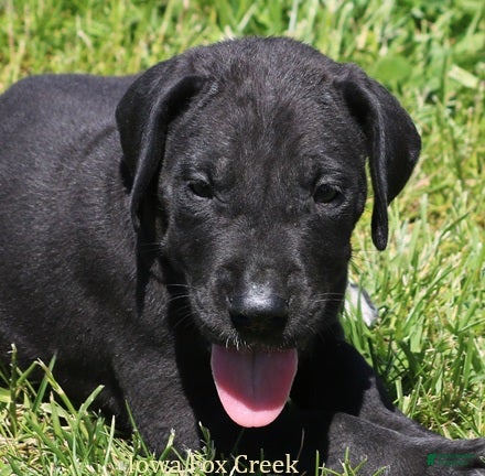 Great Dane dogs Moose - Ad 31