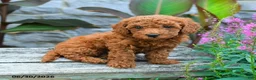 Mini Goldendoodle dogs for sale: Landon - Ad 1