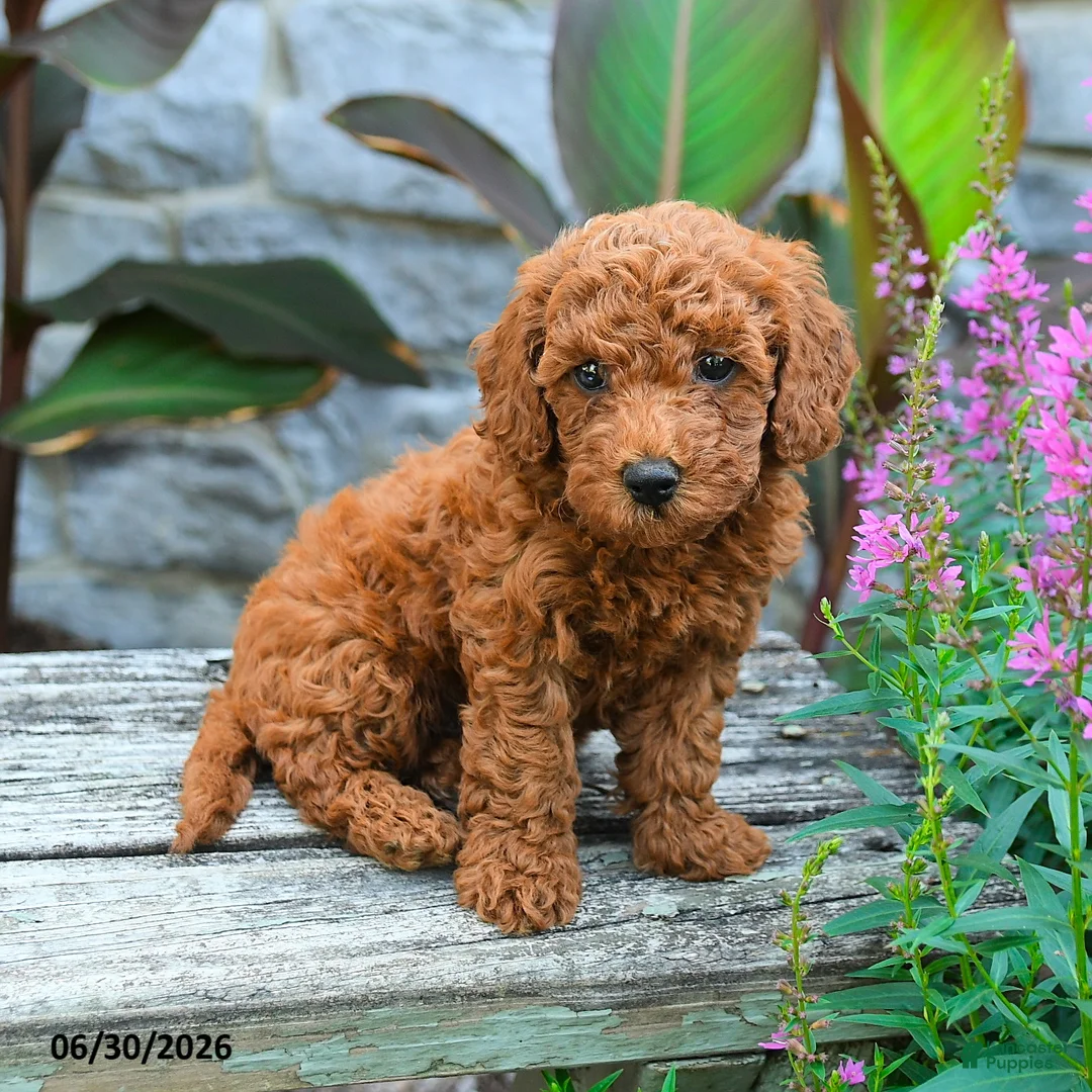 Mini Goldendoodle dogs for sale: Landon - Ad 1