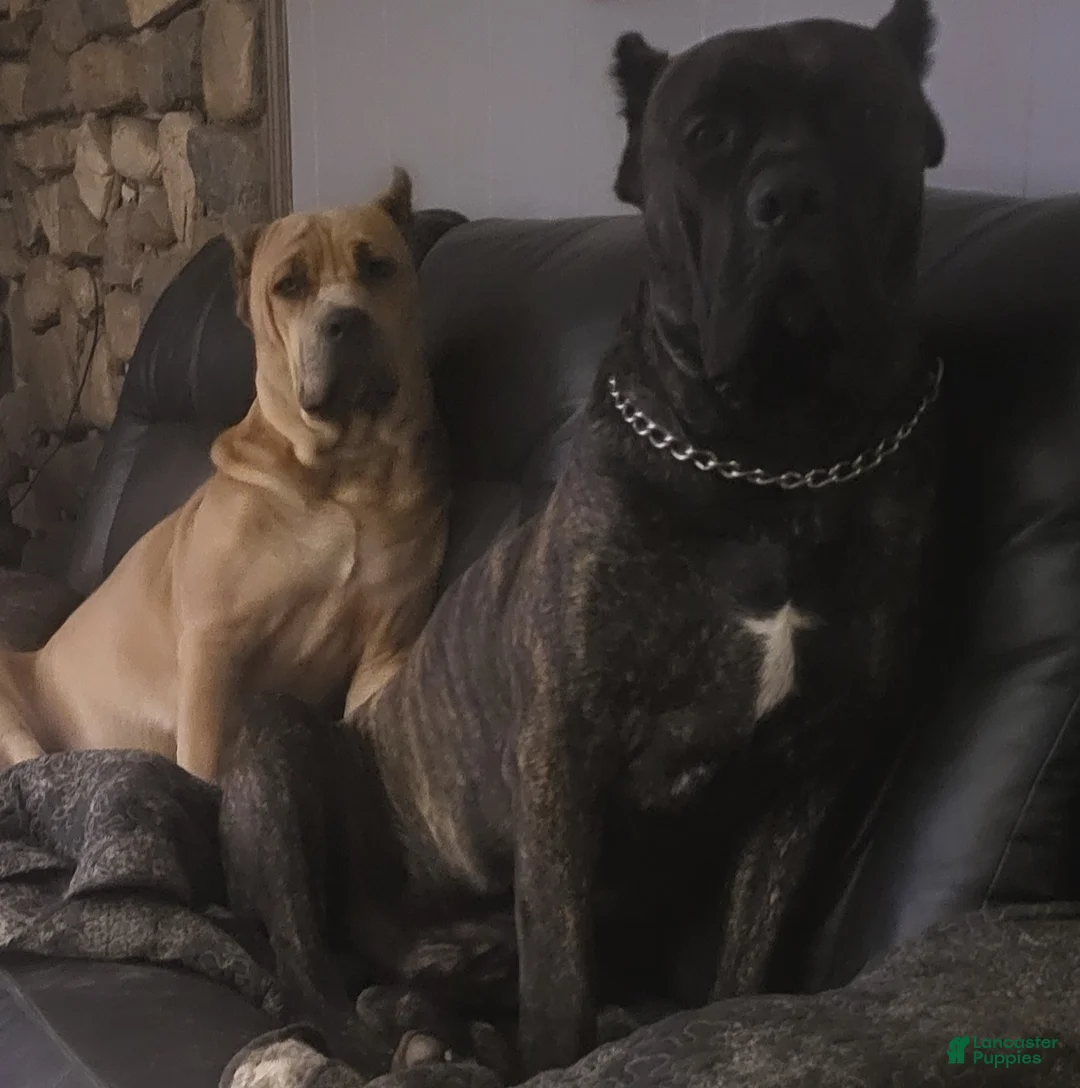 Cane Corso dogs for sale: Cane Corso 6 - Ad 3