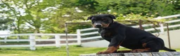 Doberman Pinscher dogs for sale: Macho - Ad 12