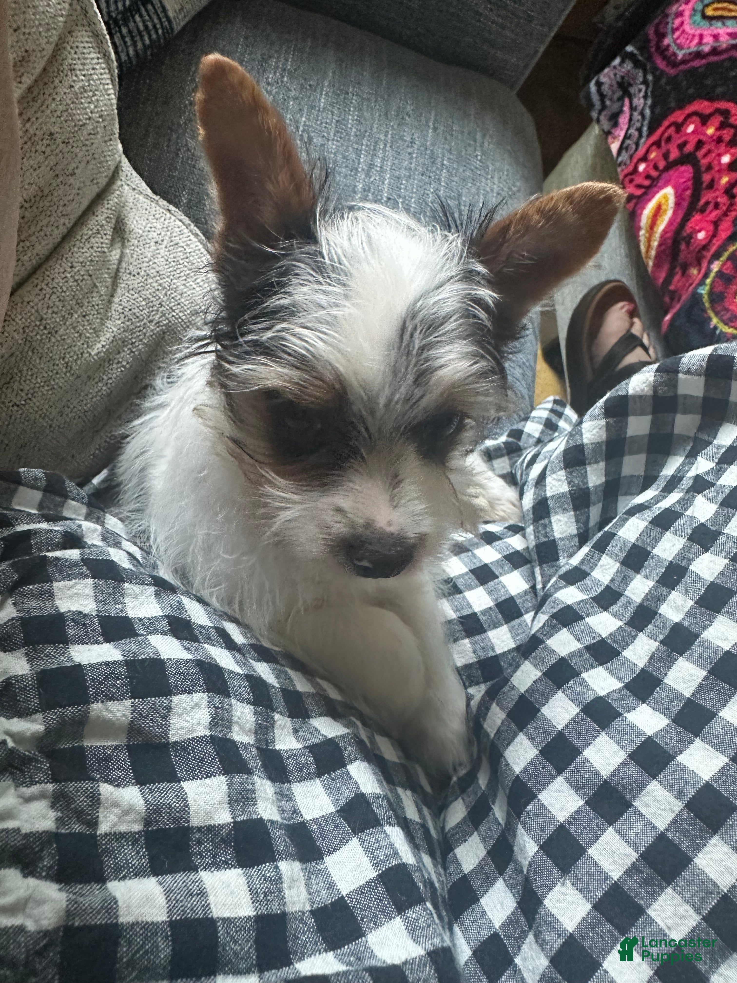 Yorkshire Terrier dogs AKC Peppy - Ad 2