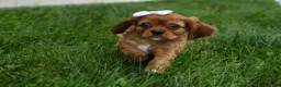 Cavalier King Charles Spaniel dogs for sale: Sierra 🤎🐶 - Ad 3