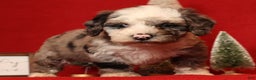 Miniature Poodle dogs for sale: Champ - Ad 6