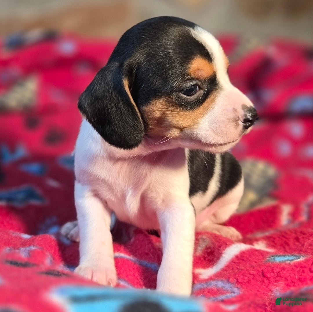 Beagle dogs for sale: Basil Queen Elizabeth Pocket Beagle - Ad 8