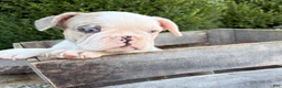 French Bulldog dogs for sale: Dina  - Ad 4