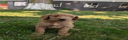 Goldendoodle dogs for sale: Sara - Ad 6