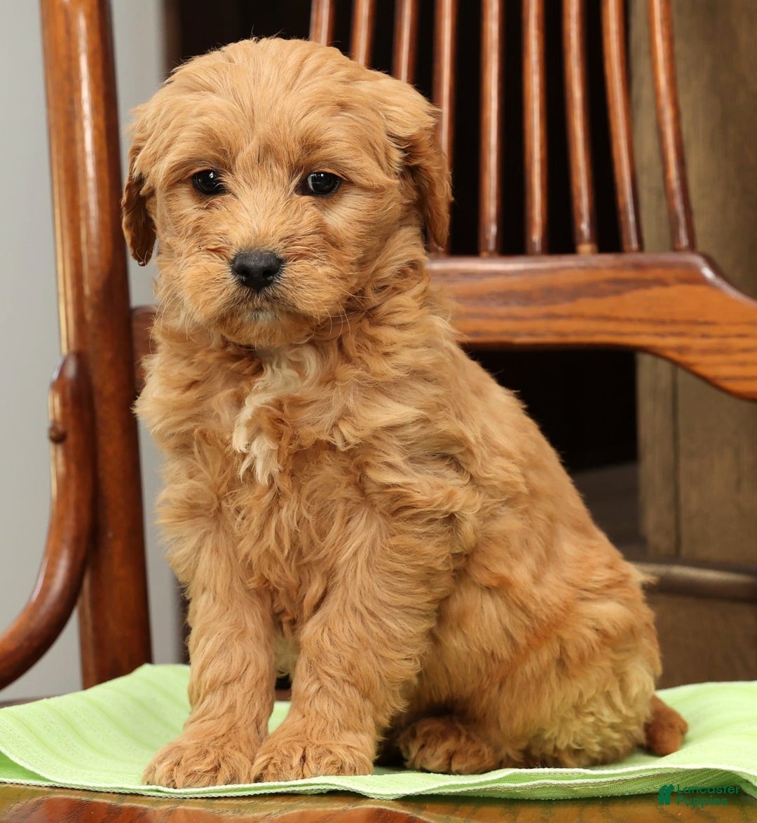 Mini Goldendoodle dogs for sale: Paisley - Ad 7