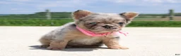 French Bulldog dogs for sale: Macie - Ad 8