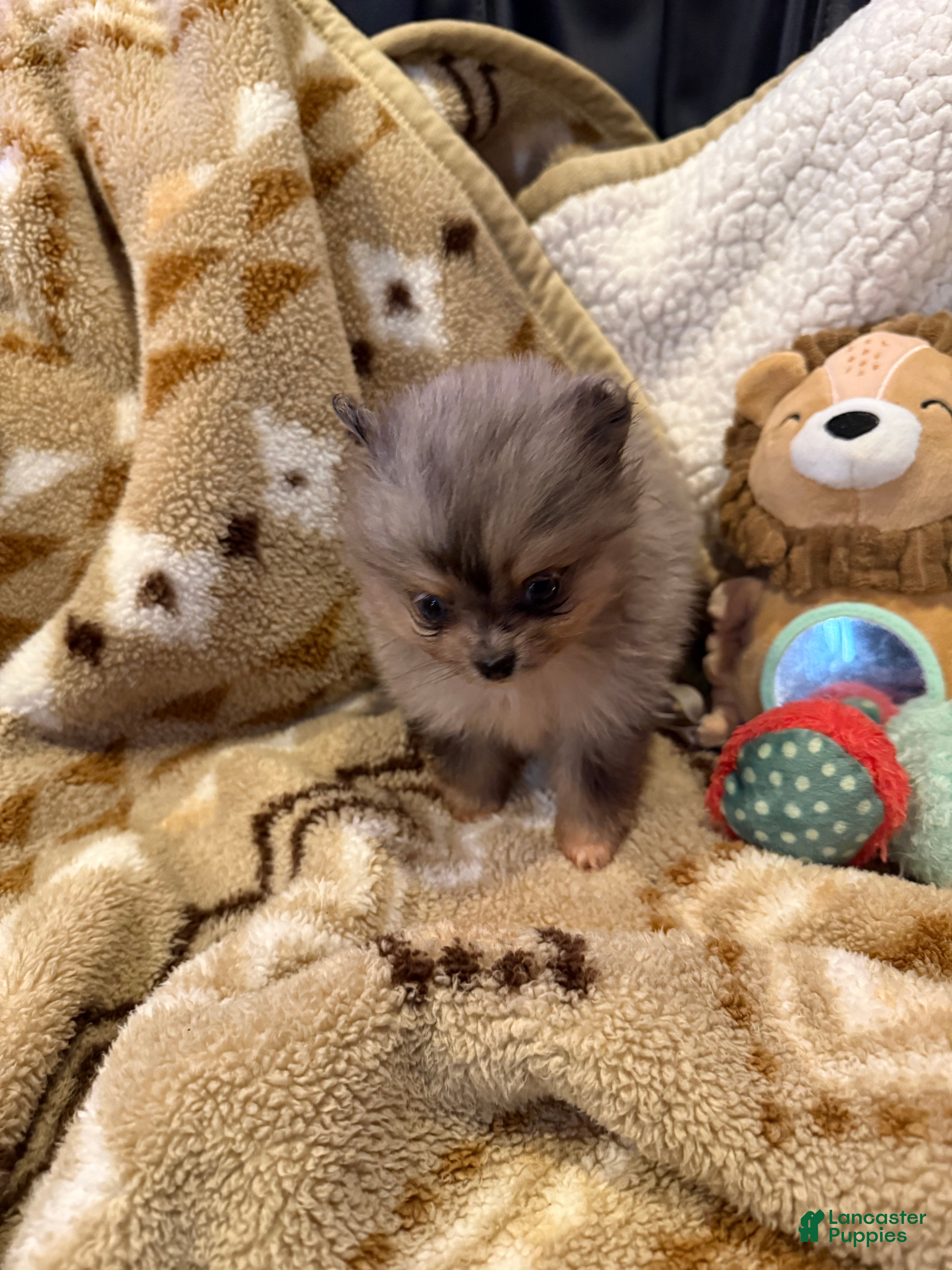 Pomeranian dogs Jenny  - Ad 11
