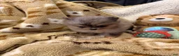 Pomeranian dogs for sale: Jenny  - Ad 1
