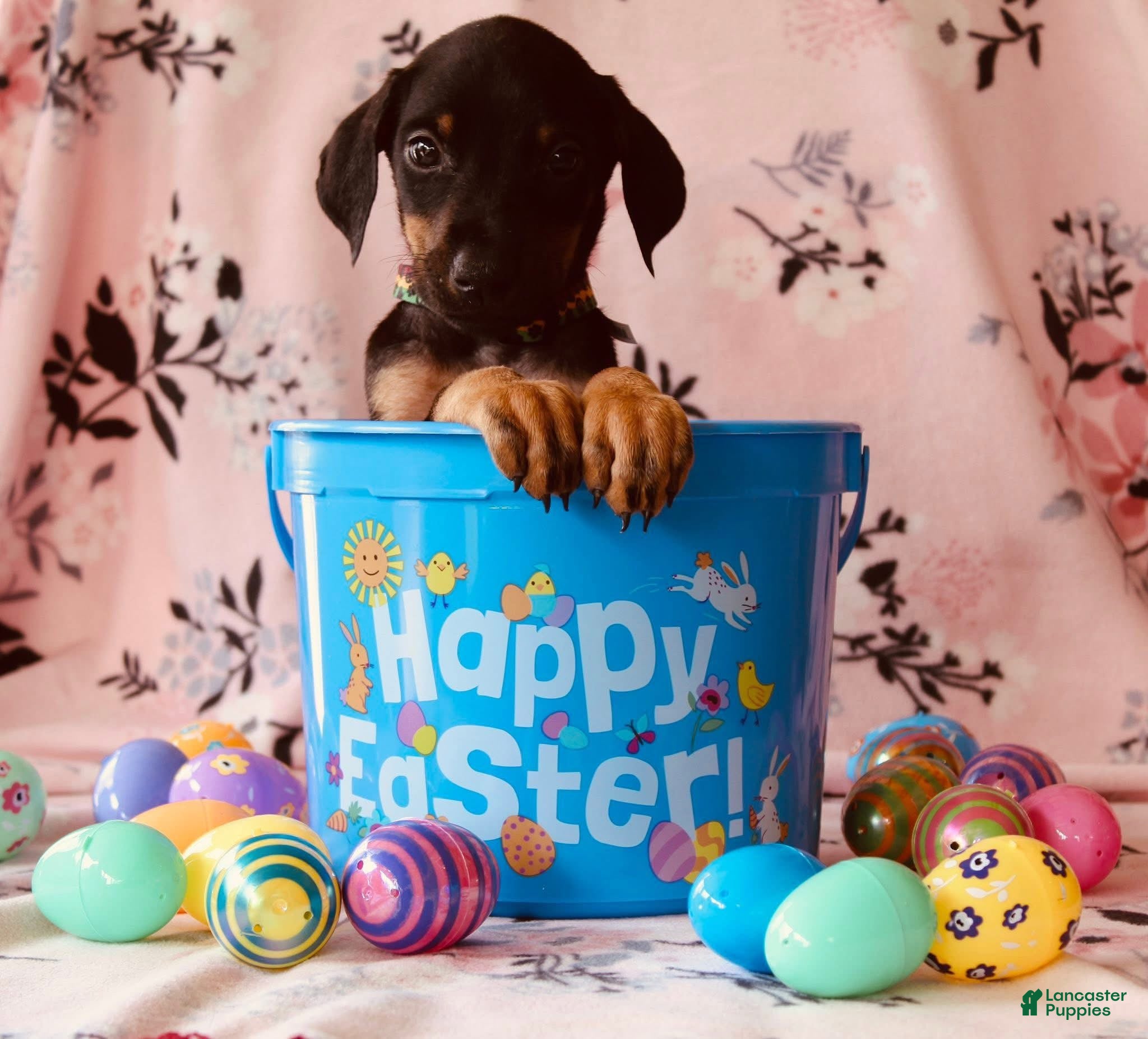 Doberman Pinscher dogs Joe - Ad 37