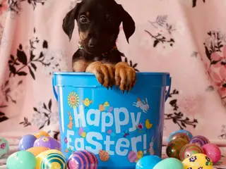Doberman Pinscher dogs Joe - Ad 35