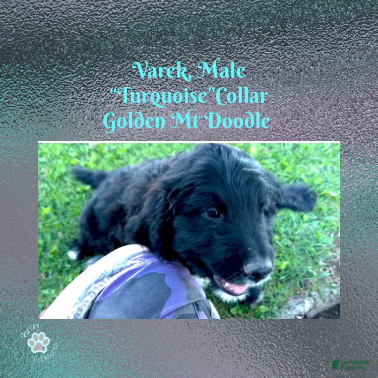 Mixed Breed dogs for sale: ⭐ Varek — Turquoise Collar • Male • Golden Mt Doodle - Ad 2