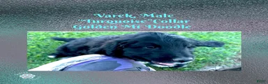 ⭐ Varek — Turquoise Collar • Male • Golden Mt Doodle