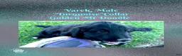Mixed Breed dogs for sale: ⭐ Varek — Turquoise Collar • Male • Golden Mt Doodle - Ad 1