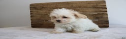 Maltipoo dogs for sale: Kassie - Ad 5