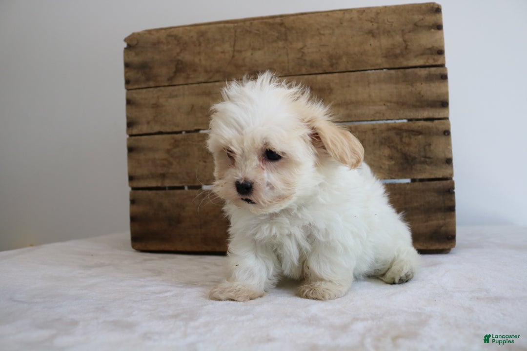 Maltipoo dogs for sale: Kassie - Ad 5