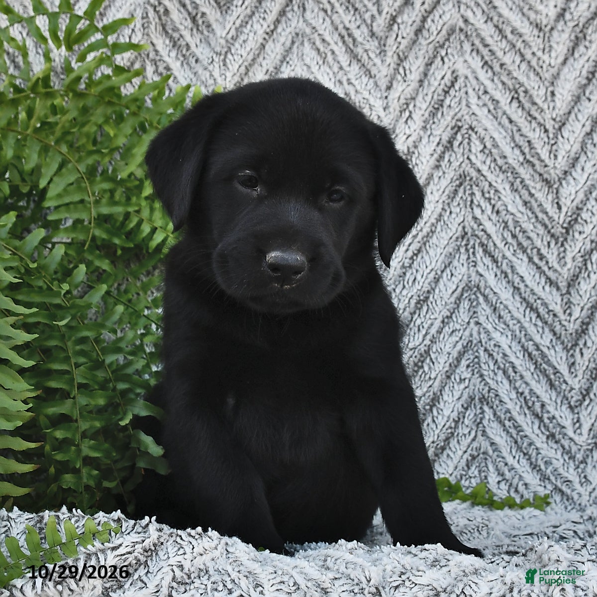 Labrador Retriever dogs for sale: Tonya  - Ad 2