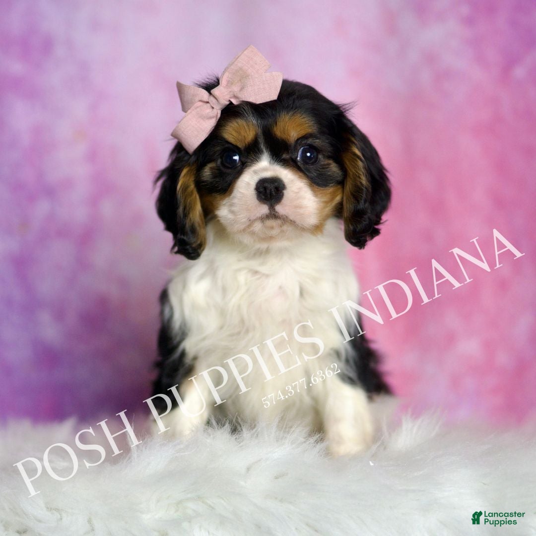 Cavalier King Charles Spaniel dogs Alice - Ad 13