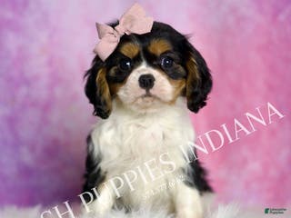 Cavalier King Charles Spaniel dogs Alice - Ad 37