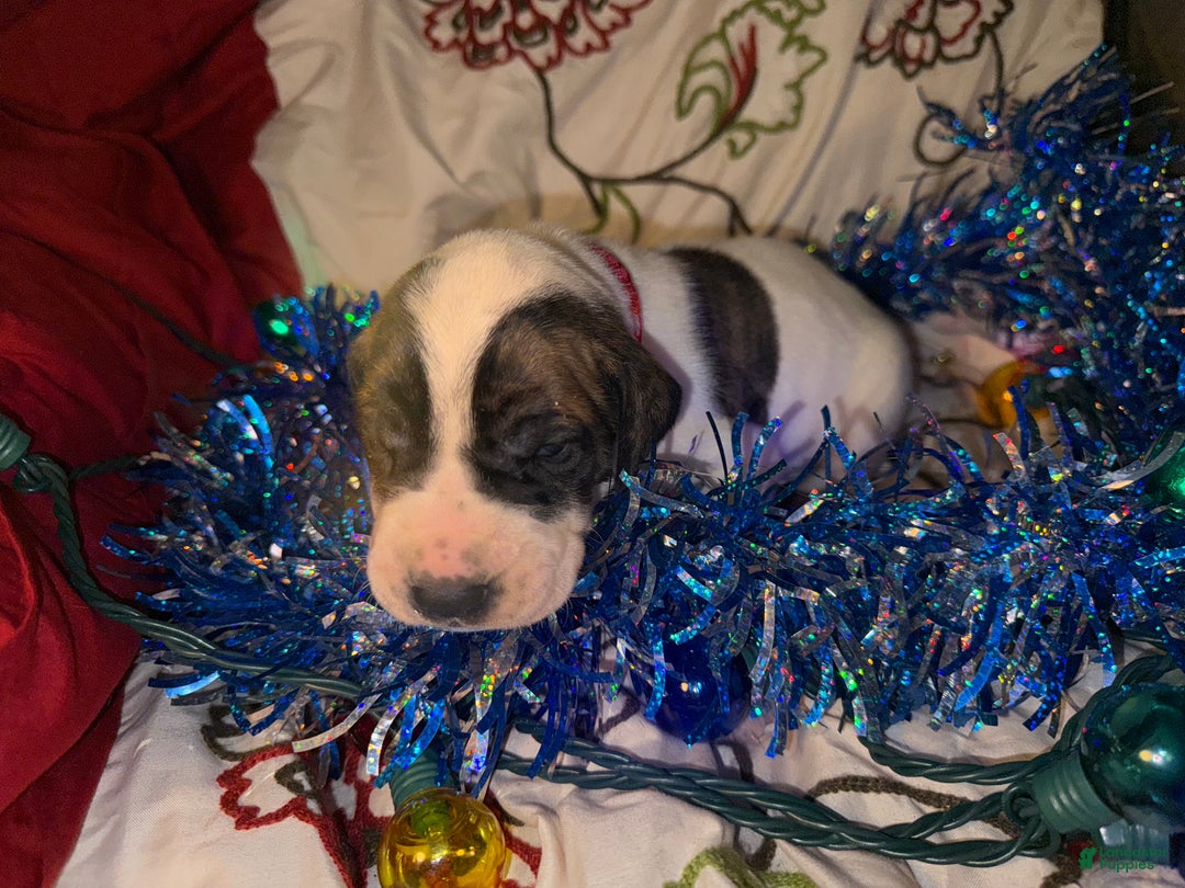 Great Dane dogs for sale: Howard - Ad 21