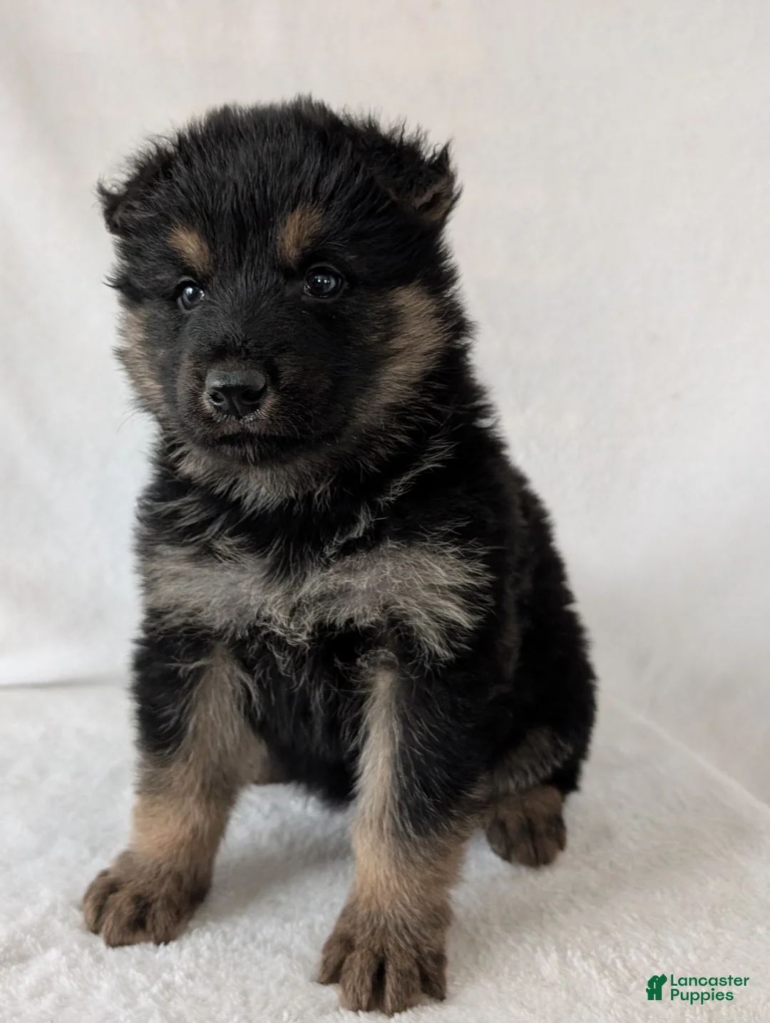 German Shepherd dogs for sale: Kenzie  - Ad 8